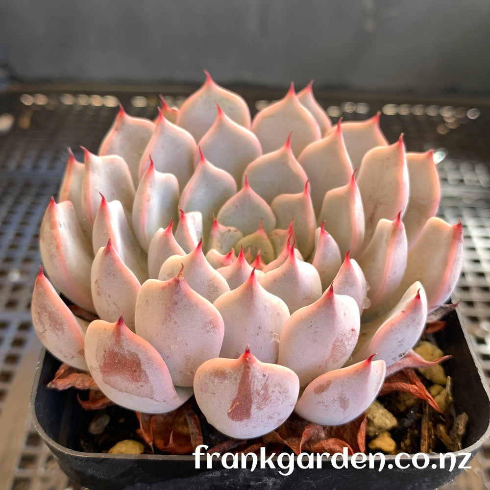 Echeveria Texensis Rosea | 粉爪