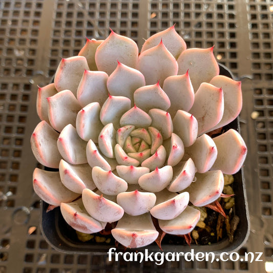 Echeveria Texensis Rosea | 粉爪