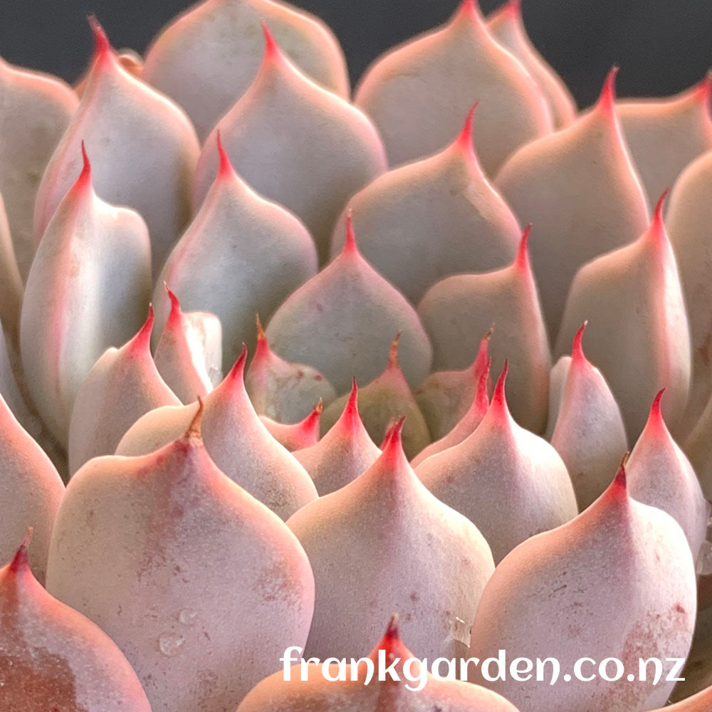 Echeveria Texensis Rosea | 粉爪
