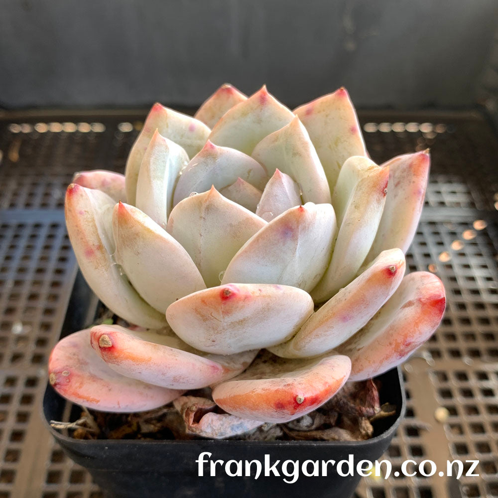 Echeveria Monroe | 橙梦露