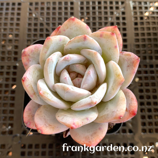 Echeveria Monroe | 橙梦露