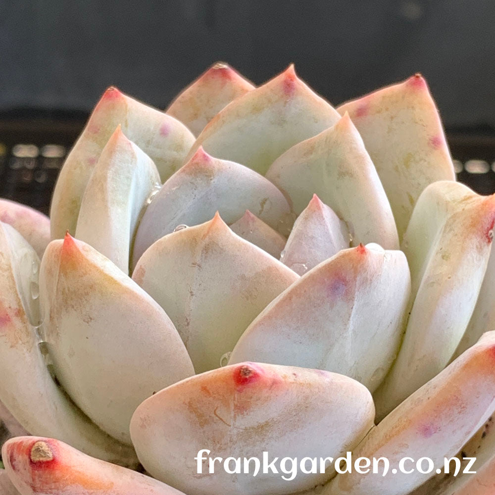Echeveria Monroe | 橙梦露