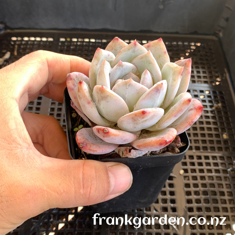 Echeveria Monroe | 橙梦露
