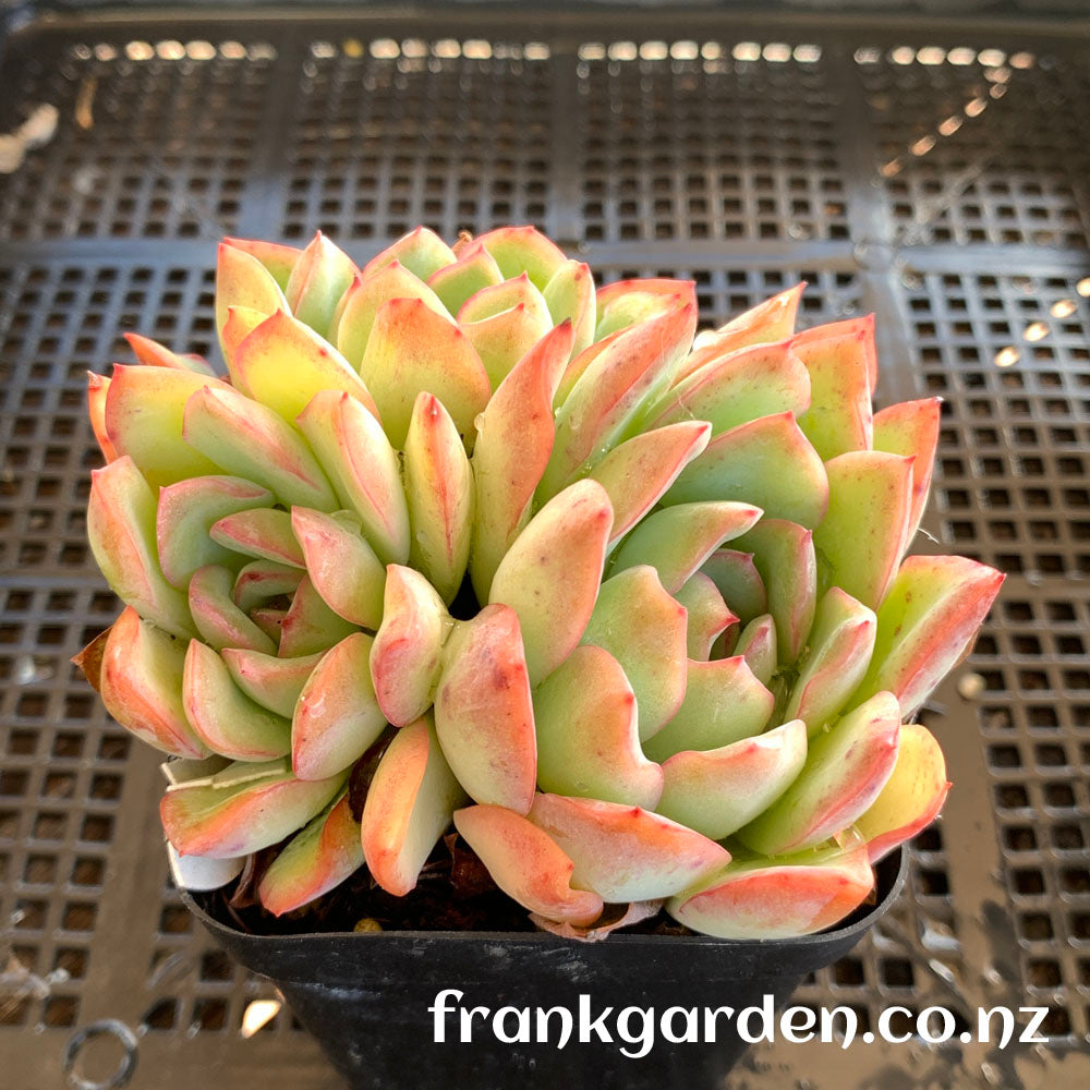 Echeveria Apus | 雨燕座