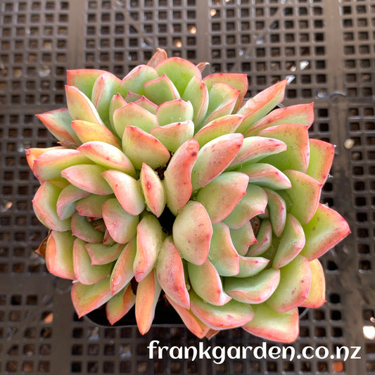 Echeveria Apus | 雨燕座