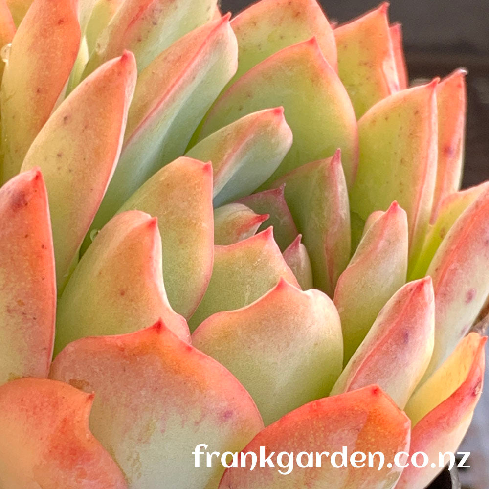 Echeveria Apus | 雨燕座