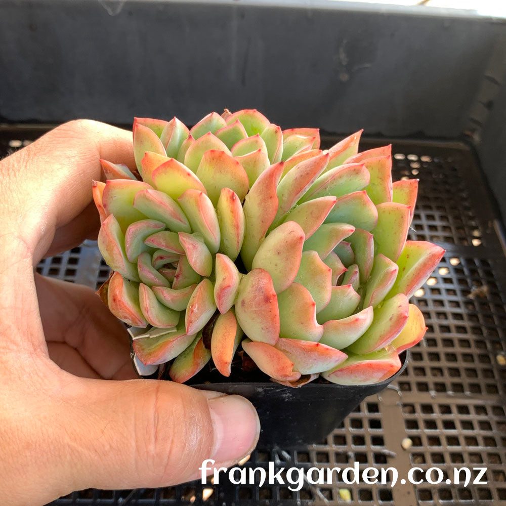 Echeveria Apus | 雨燕座