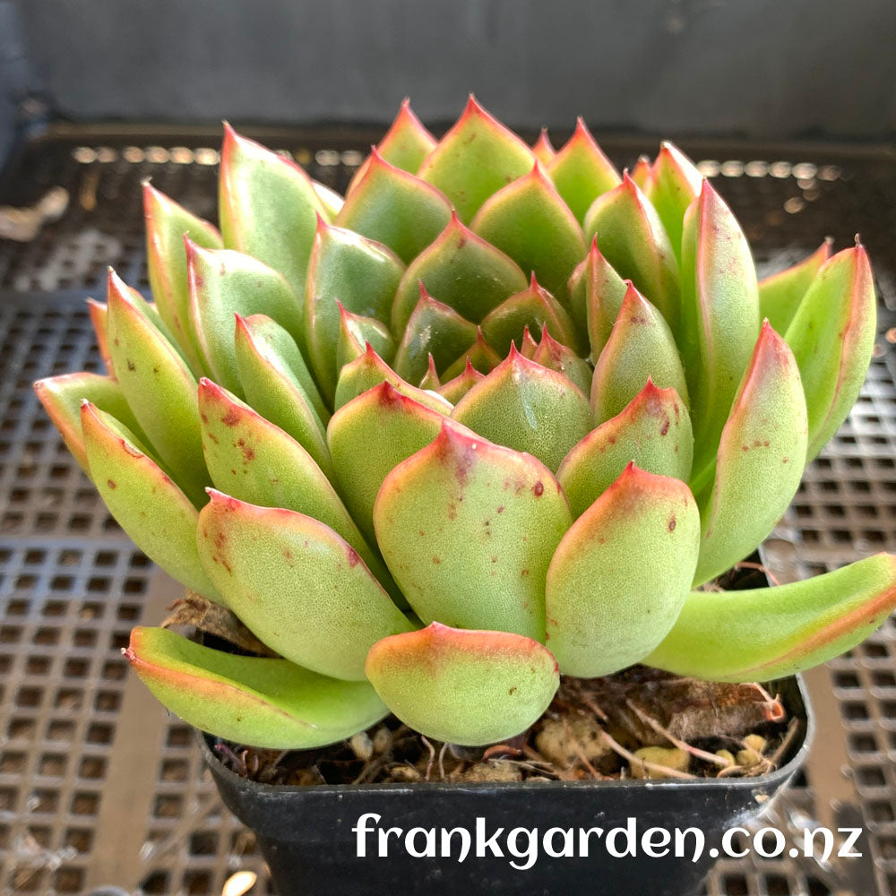 Echeveria 'Ice Age'/Echeveria 'Cimette' | 冰河世纪