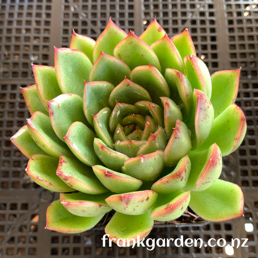 Echeveria 'Ice Age'/Echeveria 'Cimette' | 冰河世纪