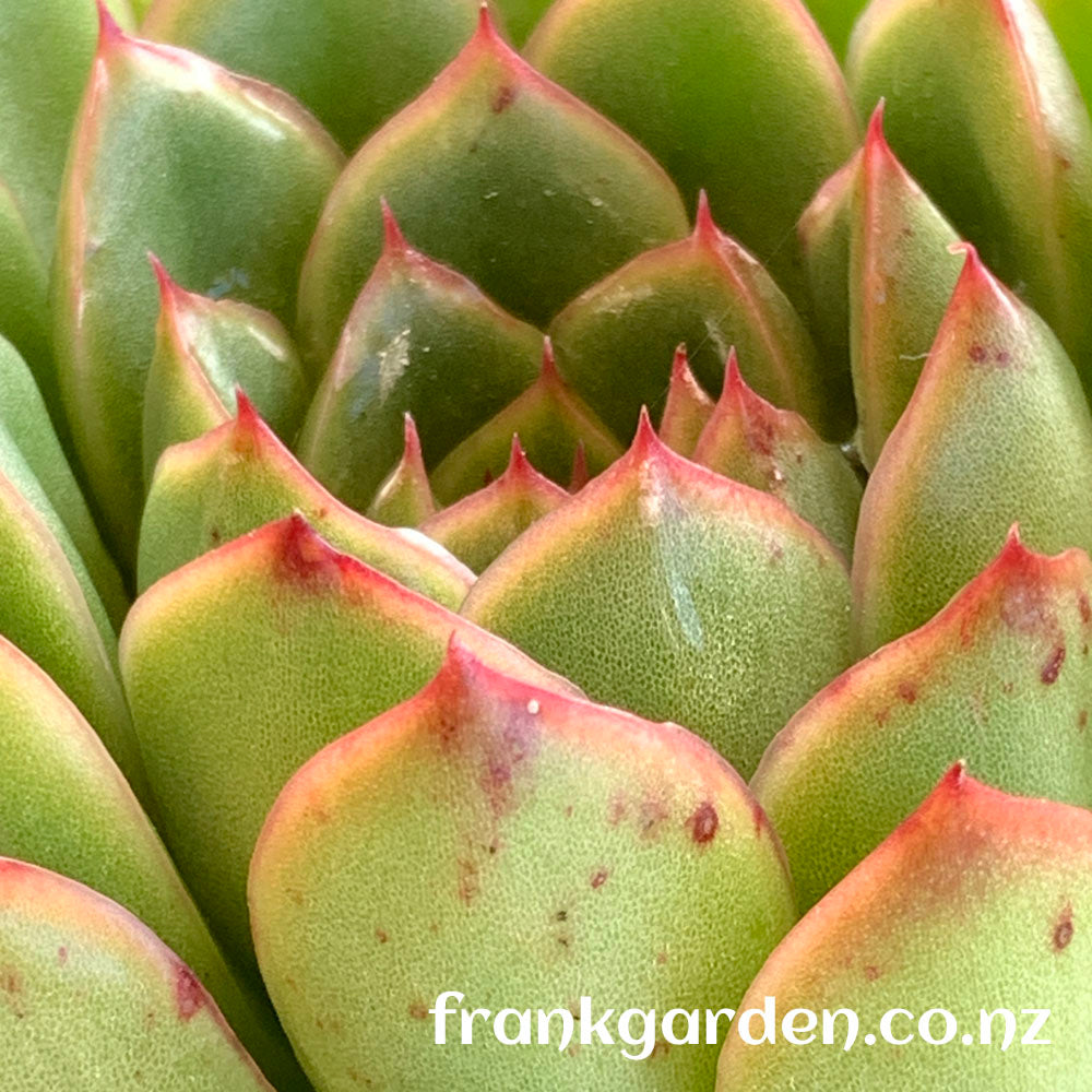 Echeveria 'Ice Age'/Echeveria 'Cimette' | 冰河世纪