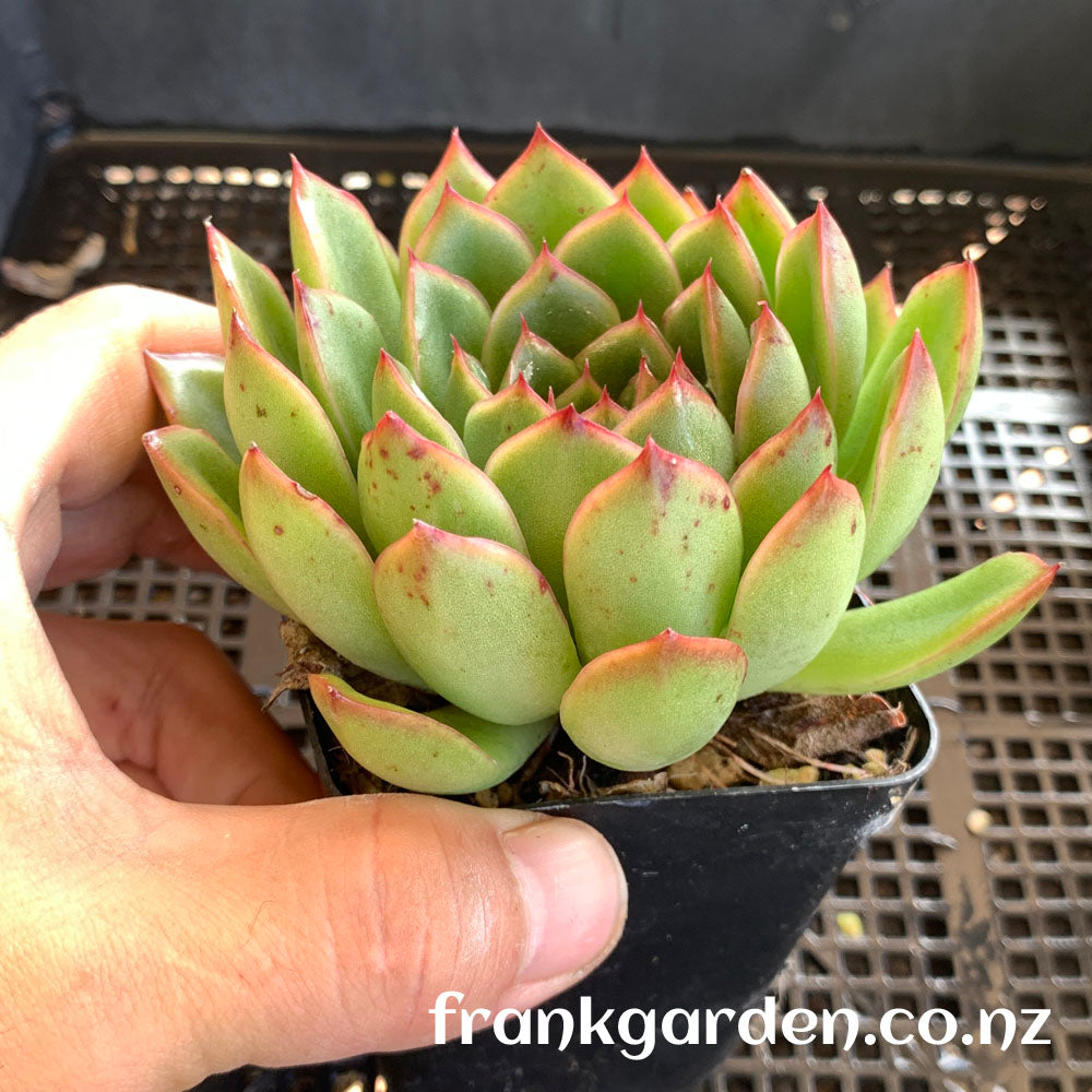 Echeveria 'Ice Age'/Echeveria 'Cimette' | 冰河世纪