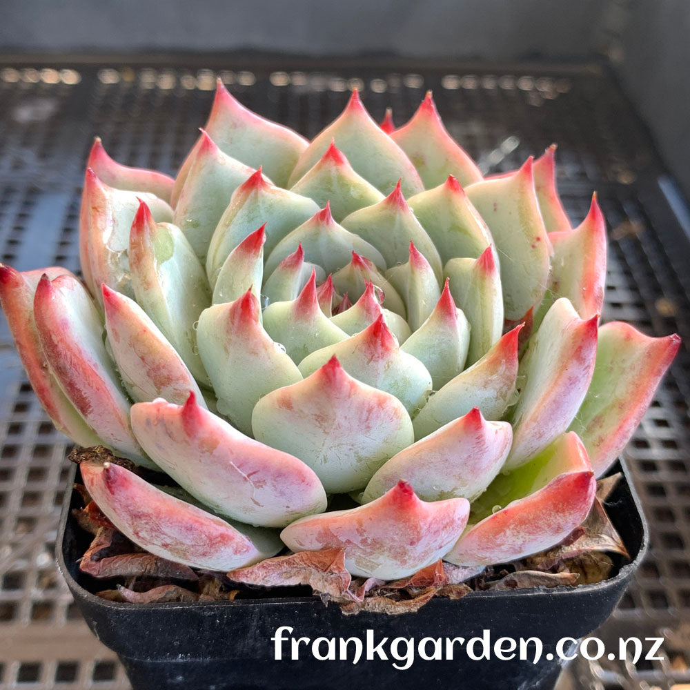 Echeveria Chihuahuaensis | 吉娃娃 吉娃莲