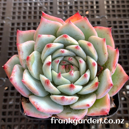 Echeveria Chihuahuaensis | 吉娃娃 吉娃莲