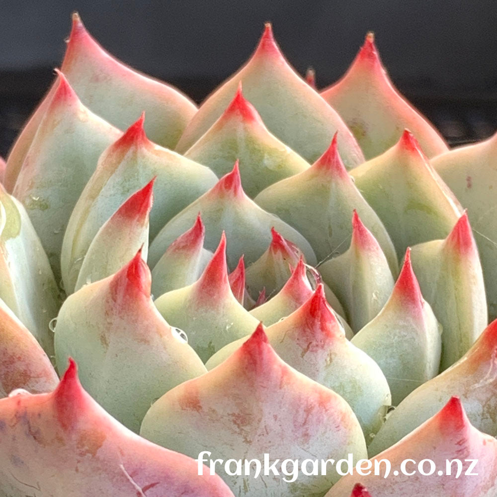 Echeveria Chihuahuaensis | 吉娃娃 吉娃莲