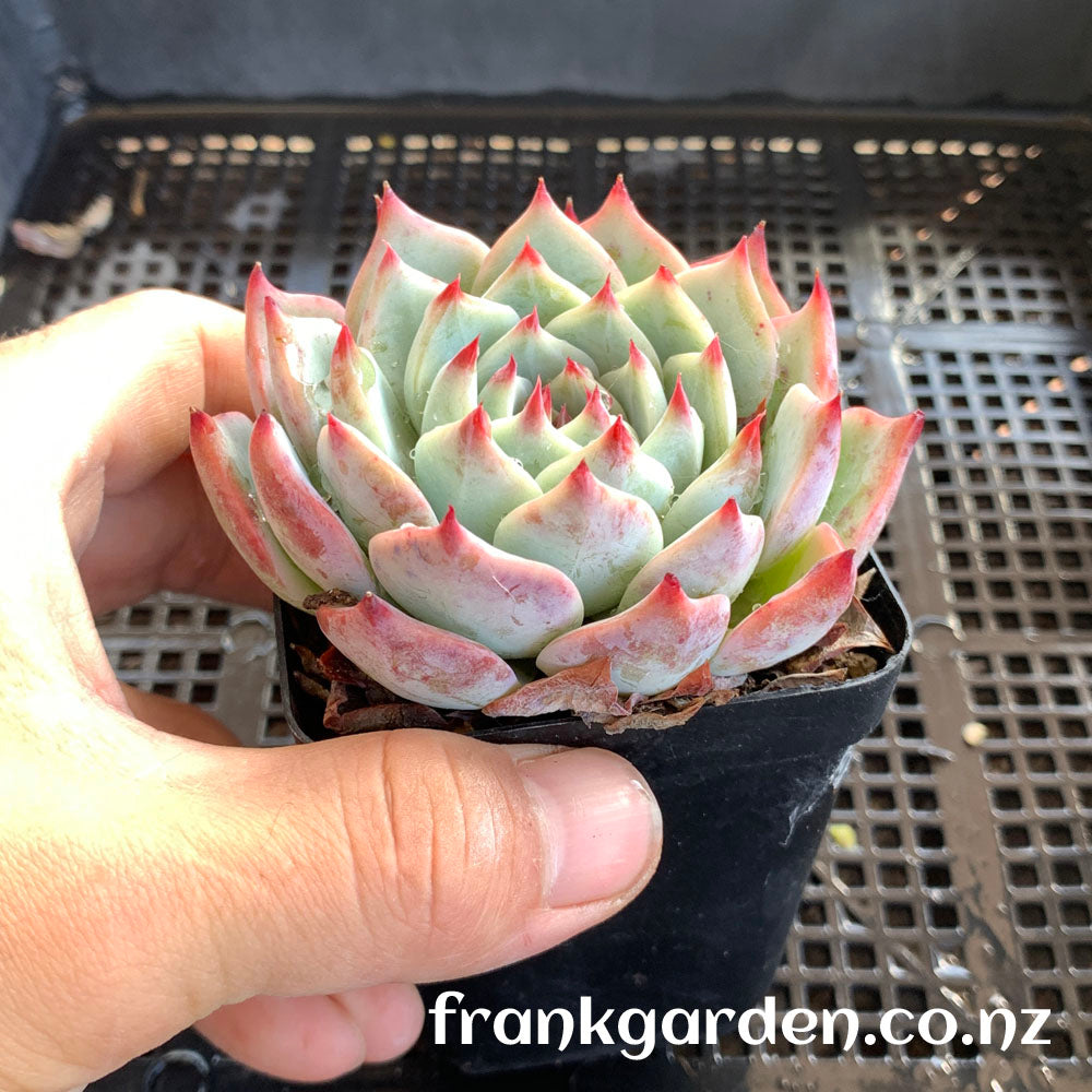Echeveria Chihuahuaensis | 吉娃娃 吉娃莲