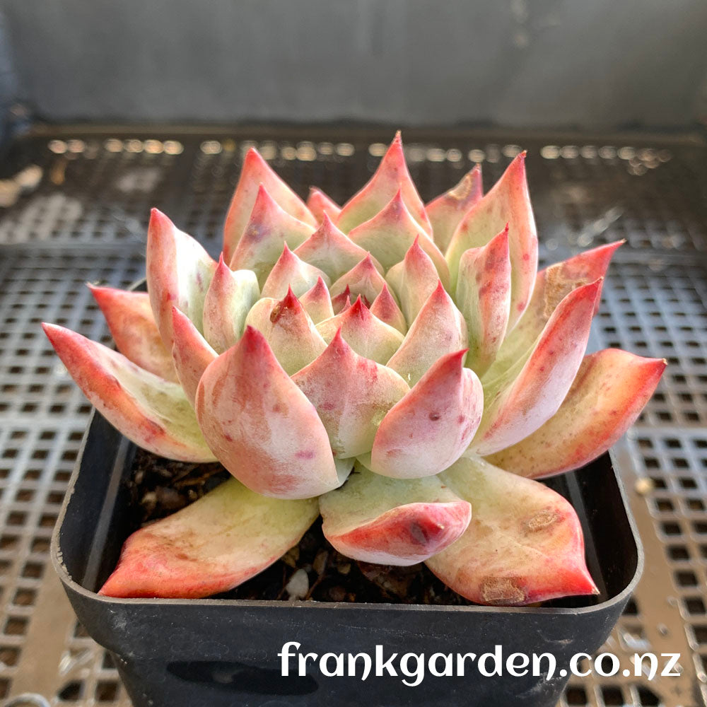 Echeveria Colorata | 卡罗拉