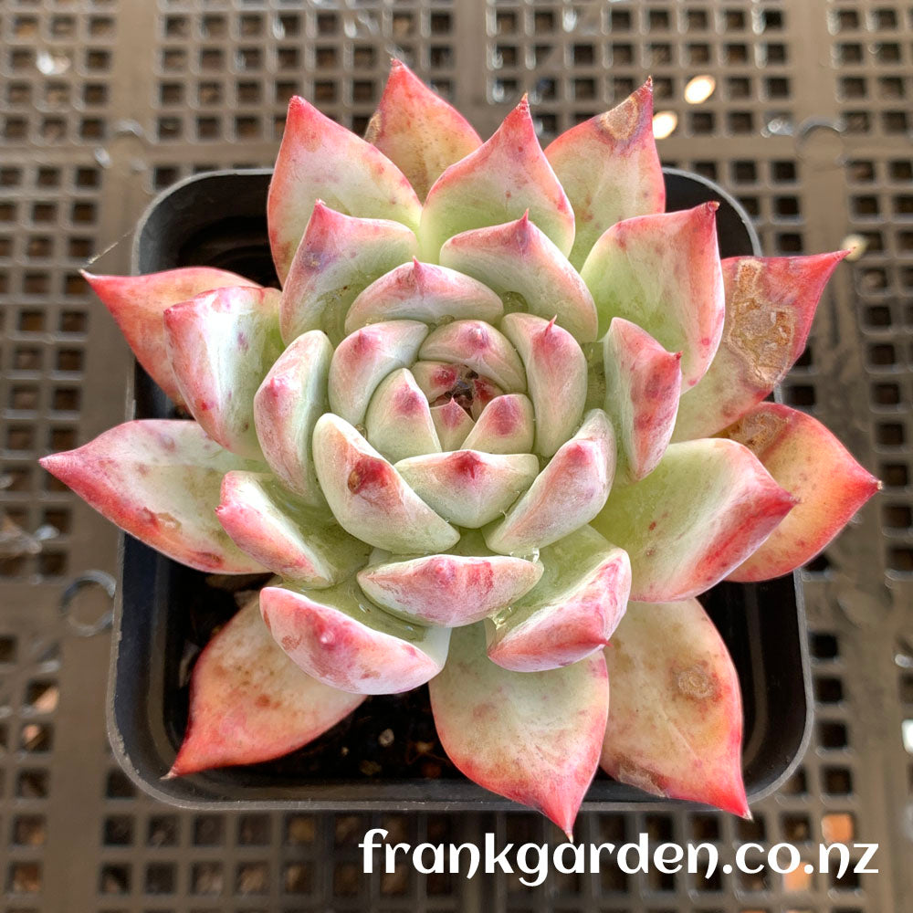 Echeveria Colorata | 卡罗拉
