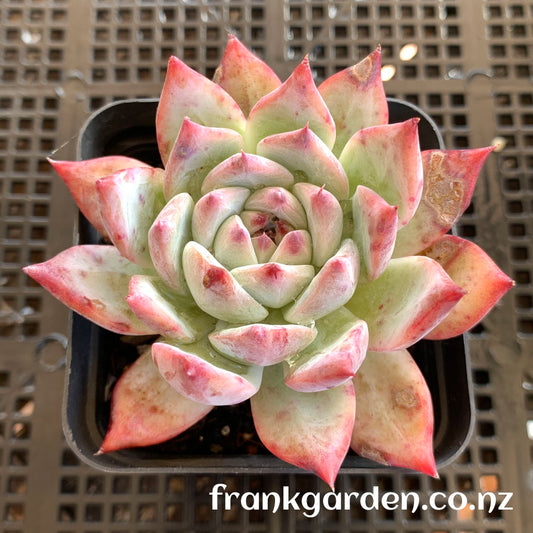 Echeveria Colorata | 卡罗拉