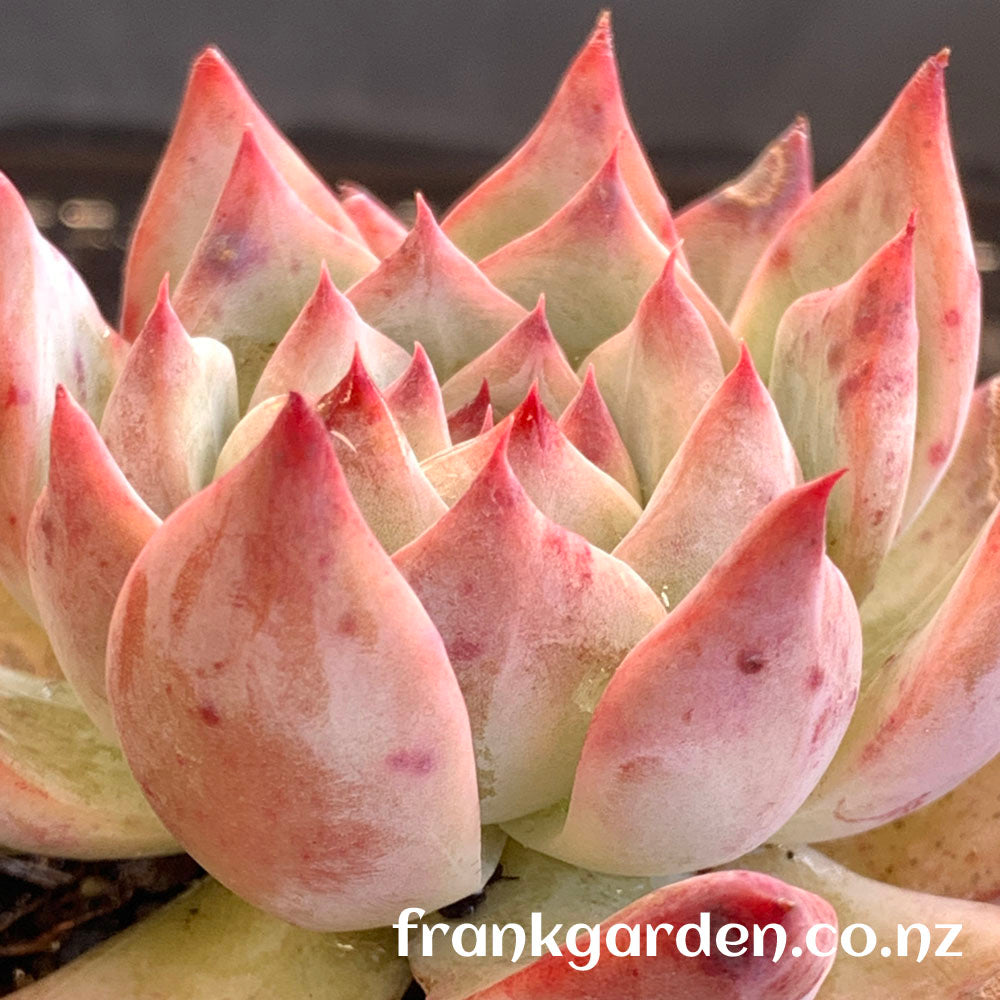 Echeveria Colorata | 卡罗拉