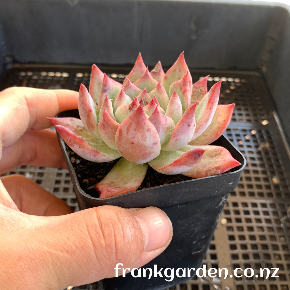 Echeveria Colorata | 卡罗拉