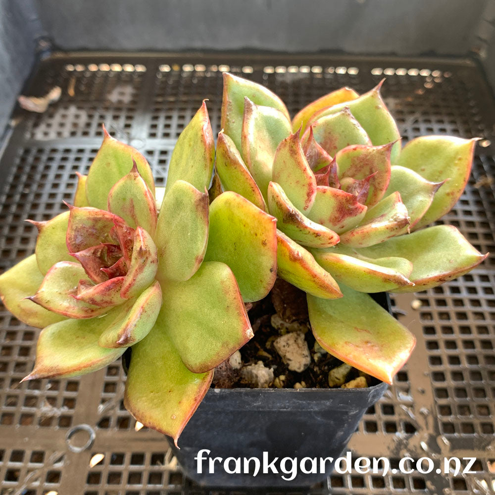 Echeveria Aranjuez ‘Black Swan’ | 黑天鹅