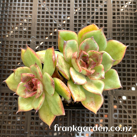 Echeveria Aranjuez ‘Black Swan’ | 黑天鹅