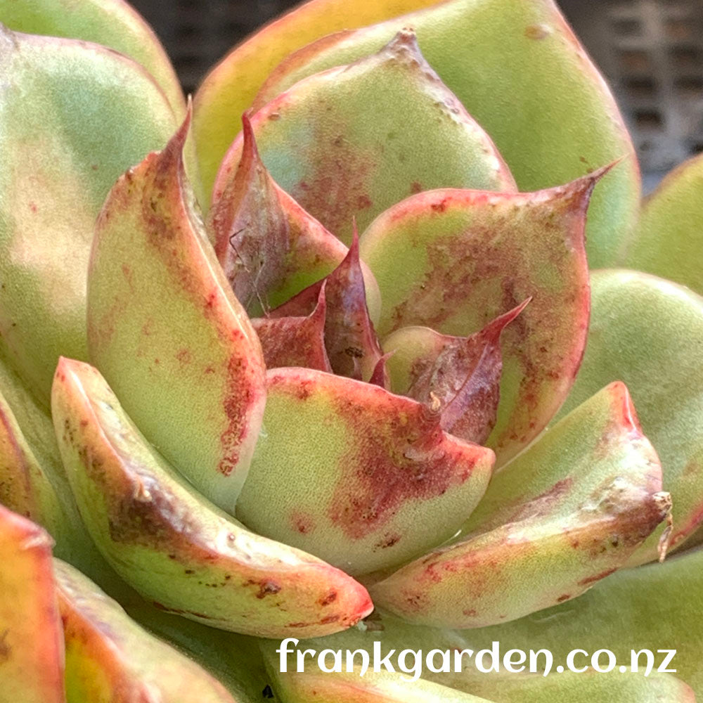 Echeveria Aranjuez ‘Black Swan’ | 黑天鹅