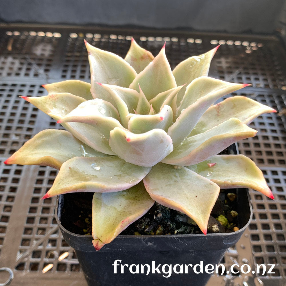 Echeveria Madiba | 饺子皮