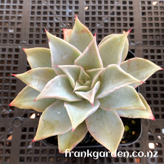 Echeveria Madiba | 饺子皮