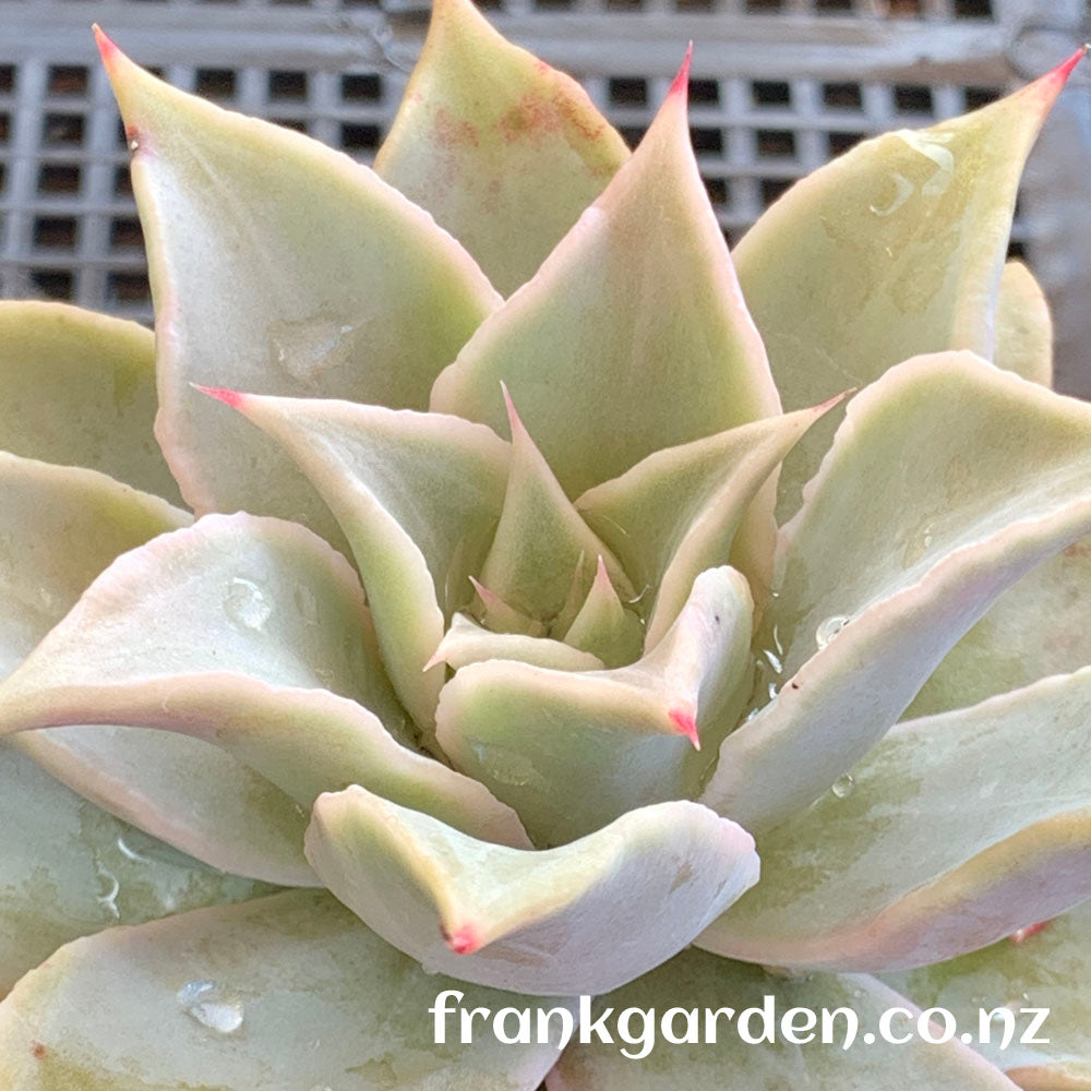 Echeveria Madiba | 饺子皮