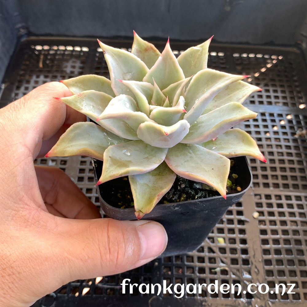 Echeveria Madiba | 饺子皮