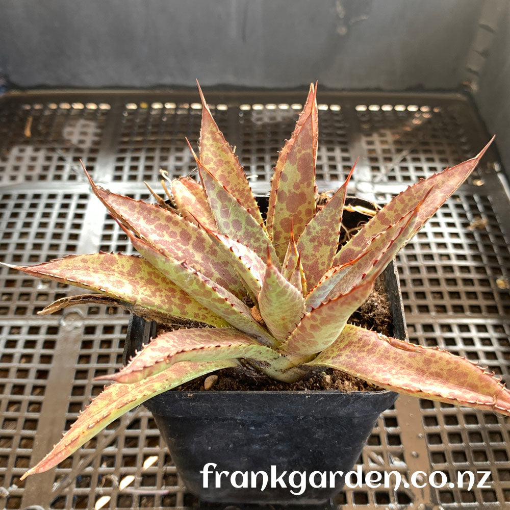 Agave mangave bloodspot | 紫君血雨龙舌兰