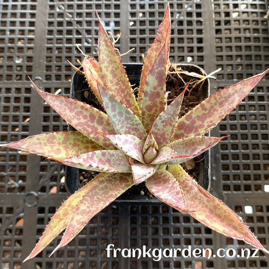 Agave mangave bloodspot | 紫君血雨龙舌兰