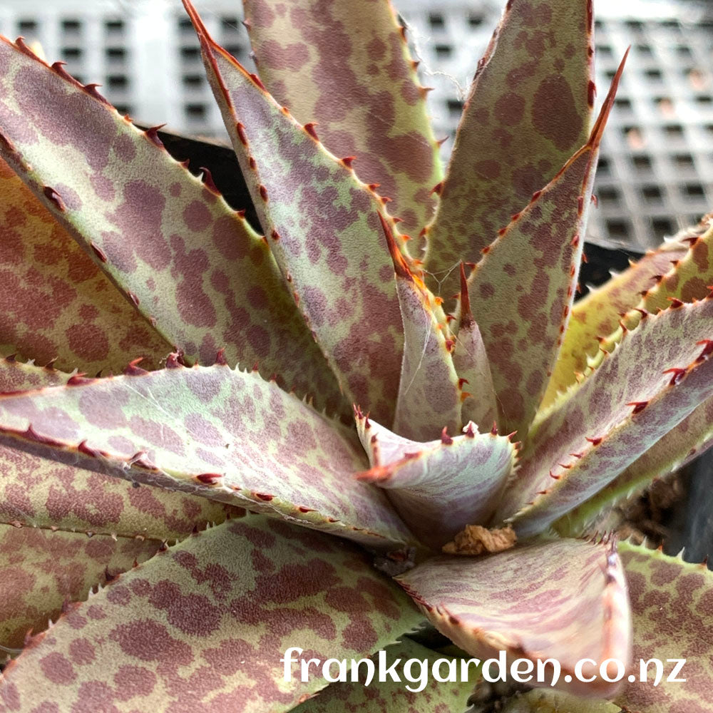 Agave mangave bloodspot | 紫君血雨龙舌兰