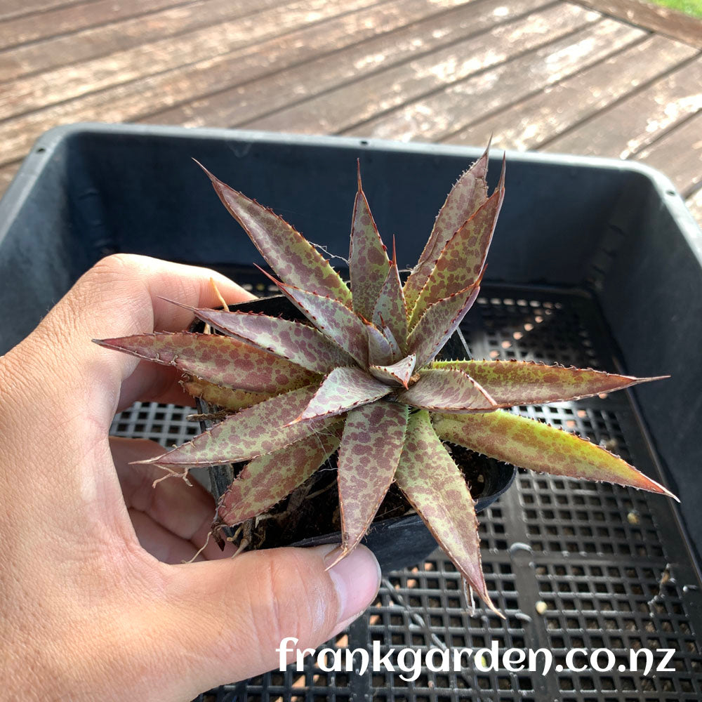 Agave mangave bloodspot | 紫君血雨龙舌兰