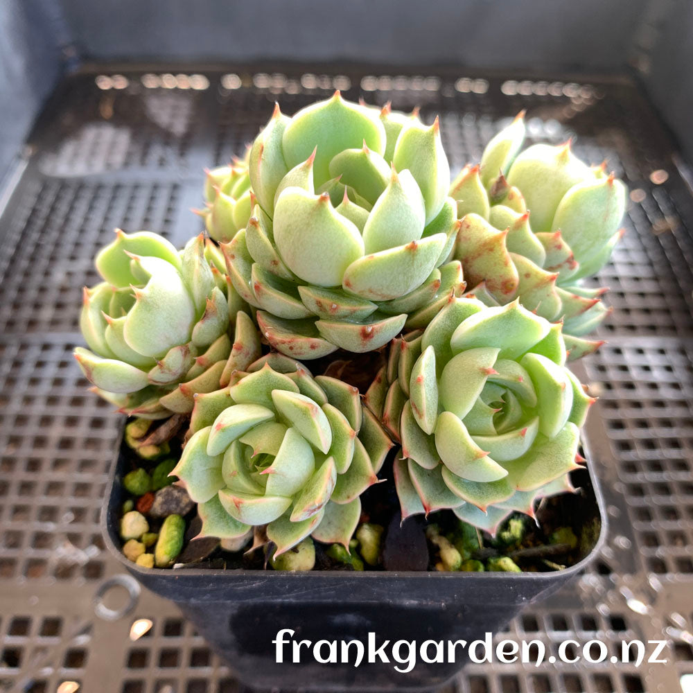 Echeveria Ben badis | 苯巴蒂斯