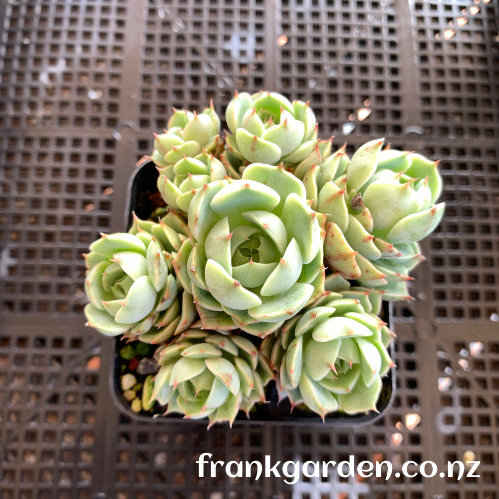 Echeveria Ben badis | 苯巴蒂斯