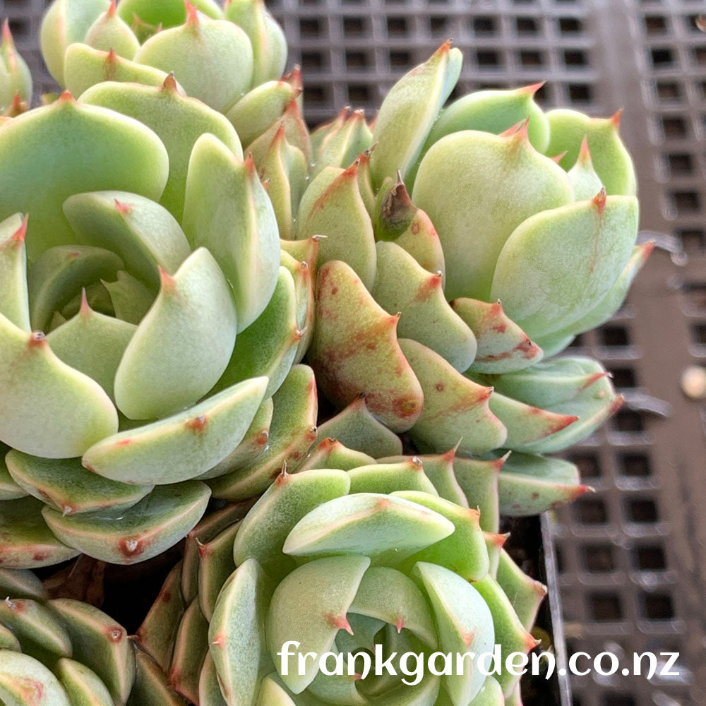Echeveria Ben badis | 苯巴蒂斯
