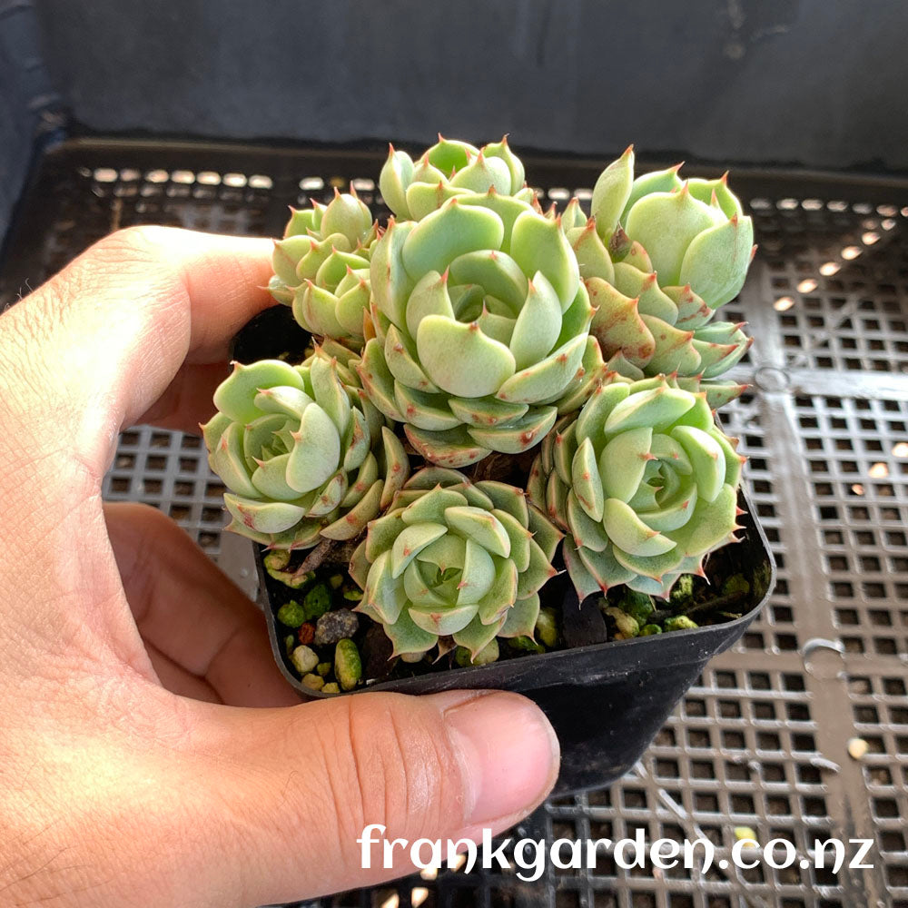 Echeveria Ben badis | 苯巴蒂斯