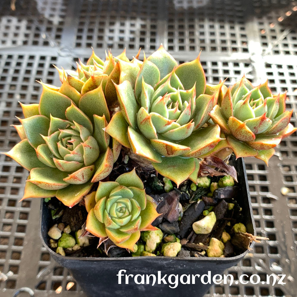 Echeveria Purpusorum cv | 小和锦