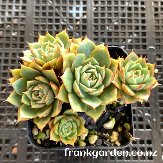 Echeveria Purpusorum cv | 小和锦