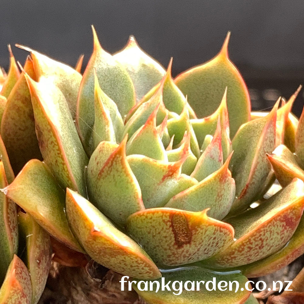 Echeveria Purpusorum cv | 小和锦