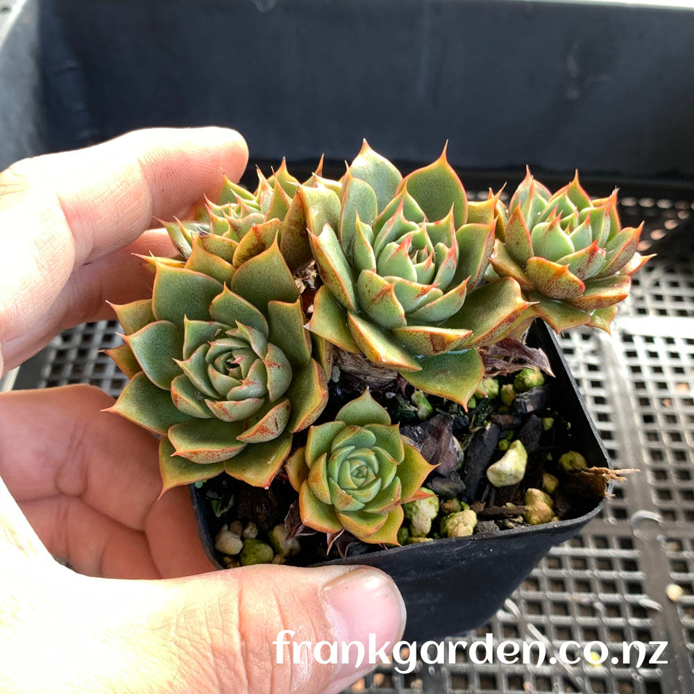 Echeveria Purpusorum cv | 小和锦