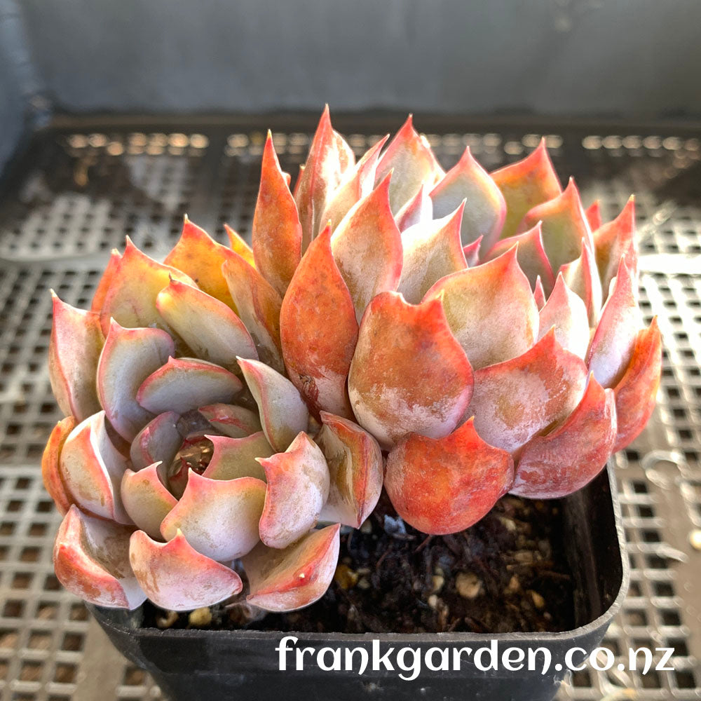 Echeveria Dark ice | 暗冰
