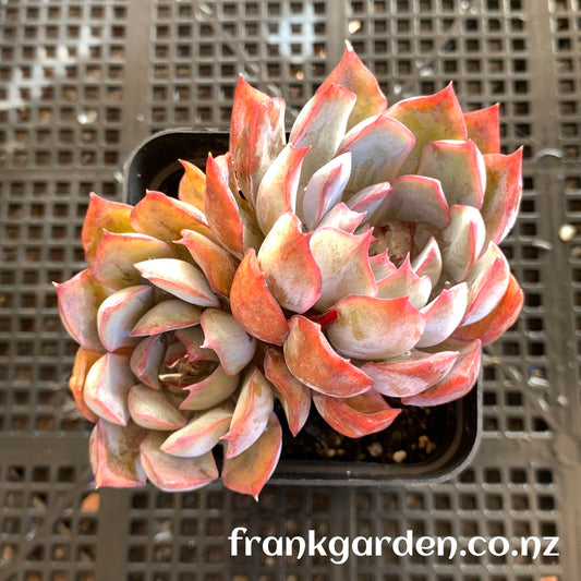 Echeveria Dark ice | 暗冰