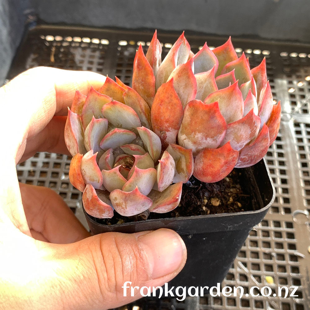 Echeveria Dark ice | 暗冰