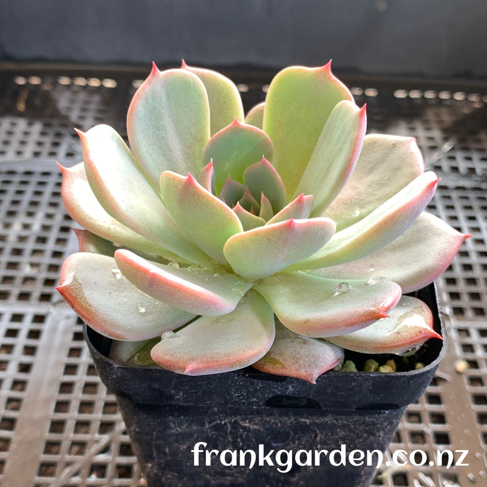 Echeveria Laulensis | 劳伦斯