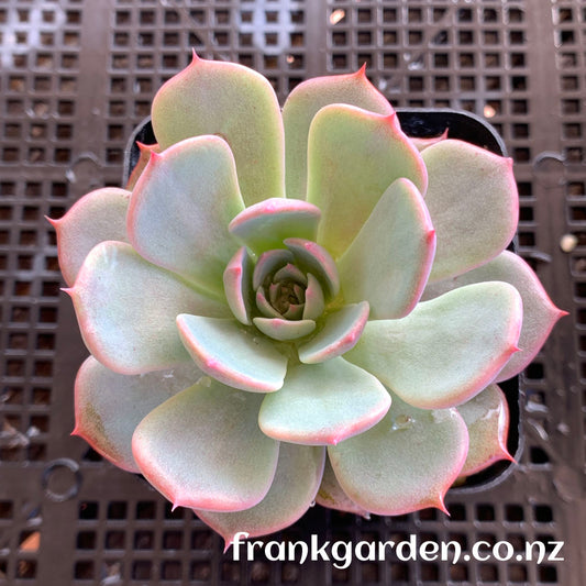 Echeveria Laulensis | 劳伦斯