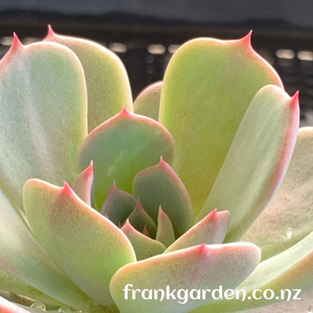 Echeveria Laulensis | 劳伦斯