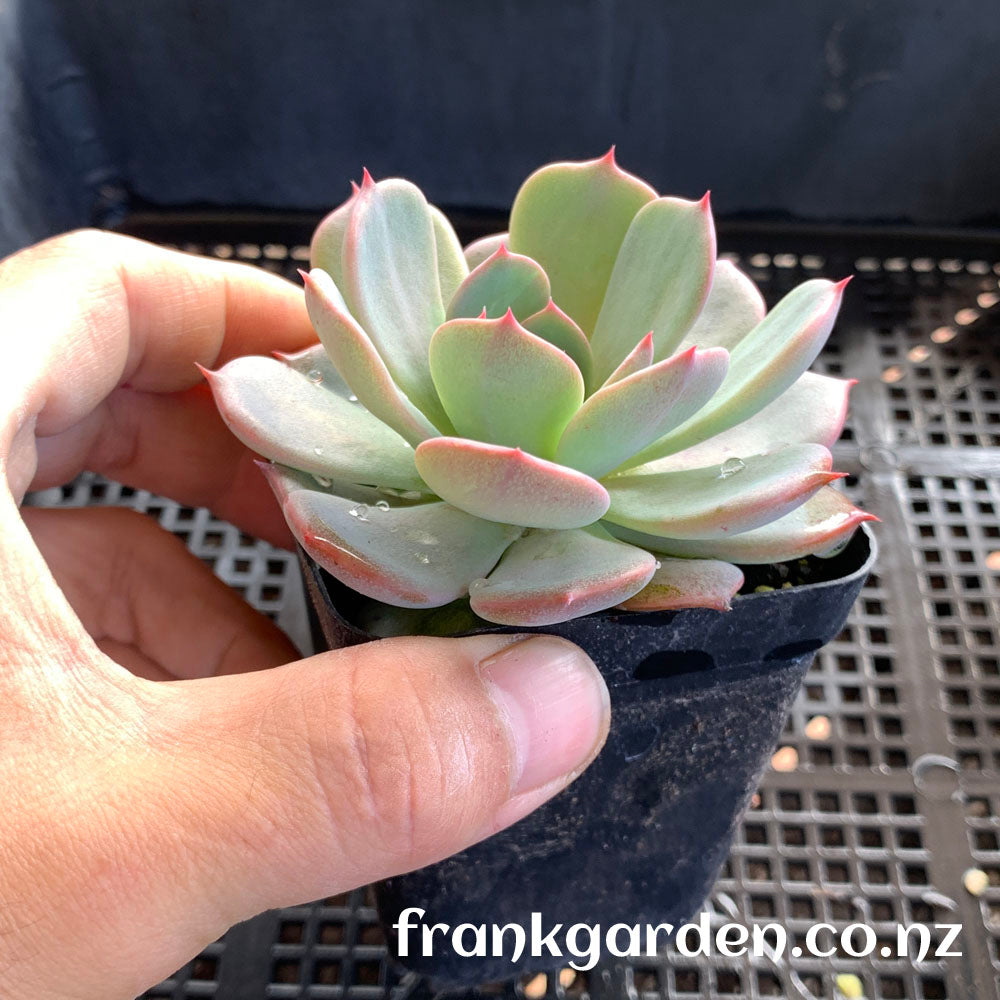 Echeveria Laulensis | 劳伦斯